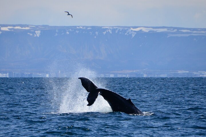 The Original Classic Whale Watching from Reykjavik