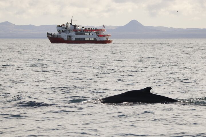 The Original Classic Whale Watching from Reykjavik