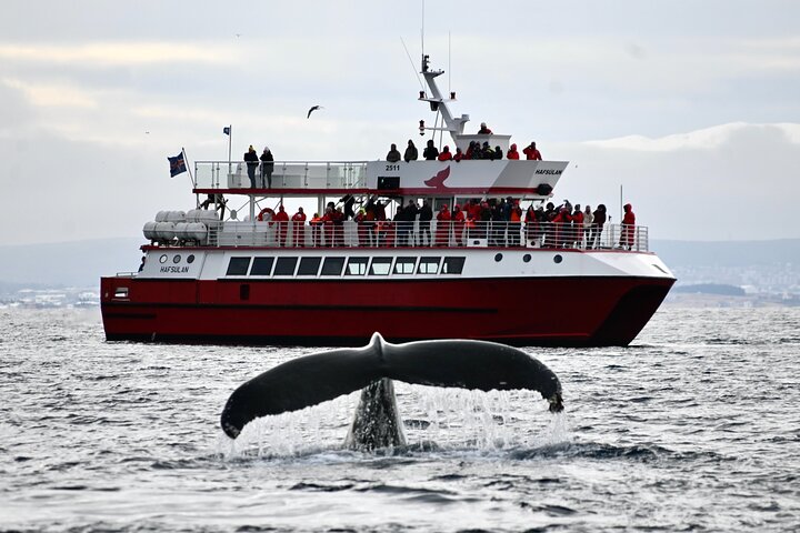 The Original Classic Whale Watching from Reykjavik
