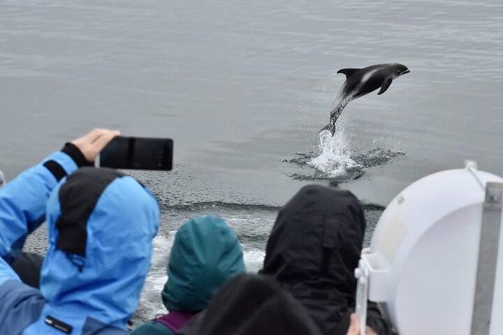 The Original Classic Whale Watching from Reykjavik
