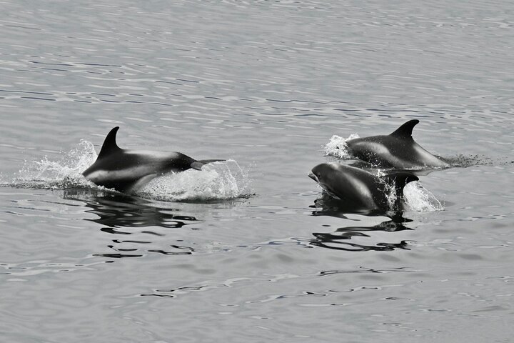 The Original Classic Whale Watching from Reykjavik