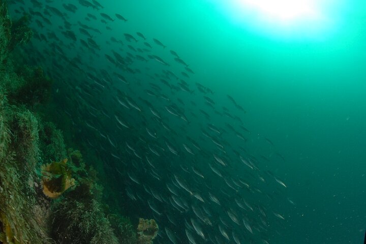 Family Snorkeling Tour
