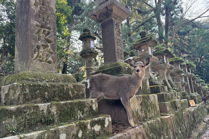 Private Nara Tour and Sake Tasting (Departing from Kyoto/Nara)