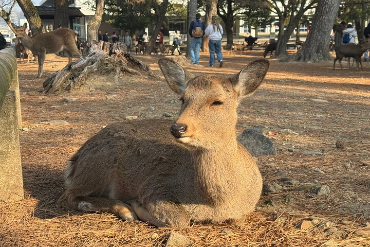 Private Nara Tour and Sake Tasting (Departing from Kyoto/Nara)