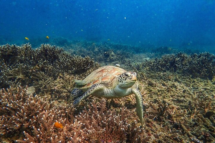 Koh Tao 5 Best Snorkeling Sunset Tour by Big Boat