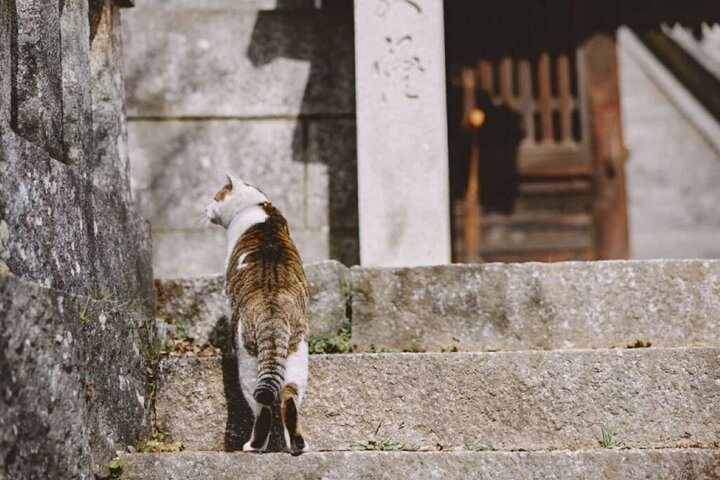 Onomichi and Ikuchijima Island Tour Temples Ropeway and Ferry