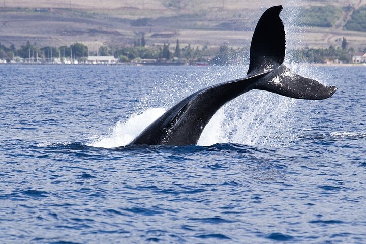 Cape Town Whale Watching Activity in Hermanus