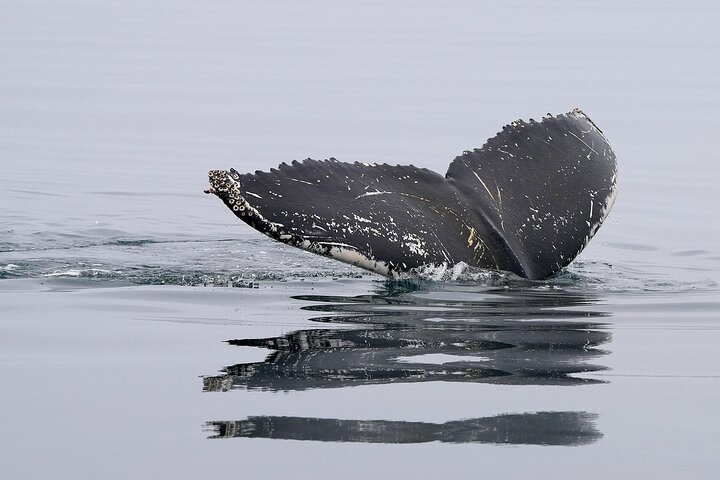 Cape Town Whale Watching Activity in Hermanus