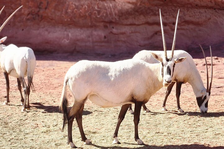Full-Day Bajdah and Hesma Desert Adventure