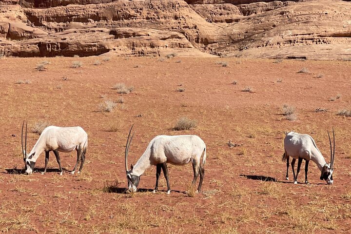 Full-Day Bajdah and Hesma Desert Adventure