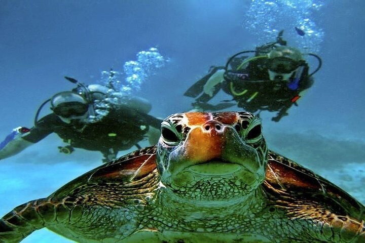 Marsa Mubarak Boat Trip with Turtles and Dugongs From Marsa Alam