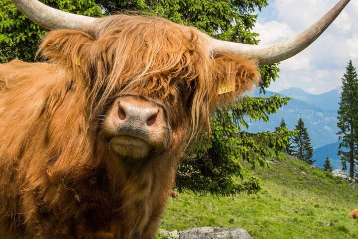 Glencoe, Scenic Walk & Highlands Guided Tour starting Glasgow
