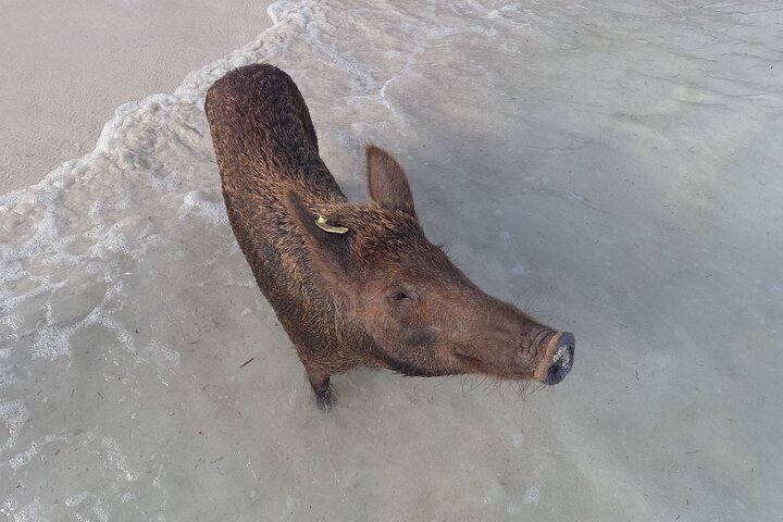 Private Nassau Rose Island Boat Tour Swimming Pigs, Turtles