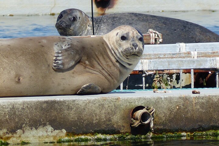 Zeeland seals Beach safari NL/DE