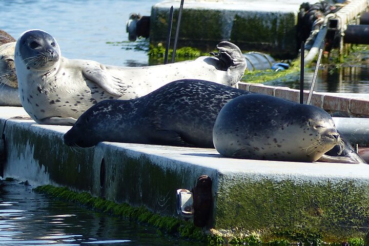 Zeeland seals Beach safari NL/DE