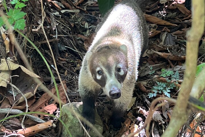 Explore Panama Canal and Gatun Lake with Rainforest Jungle Walk