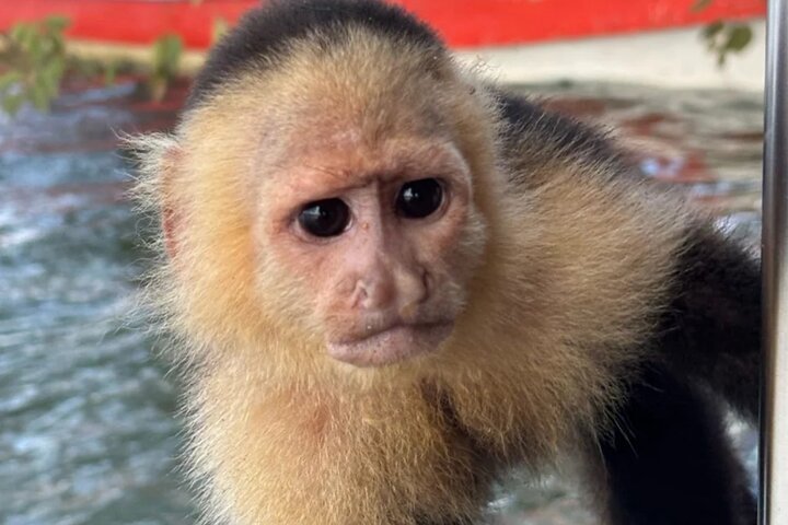 Explore Panama Canal and Gatun Lake with Rainforest Jungle Walk