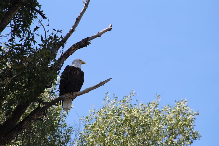 Snake River Scenic Float Trip with Teton Views in Jackson Hole