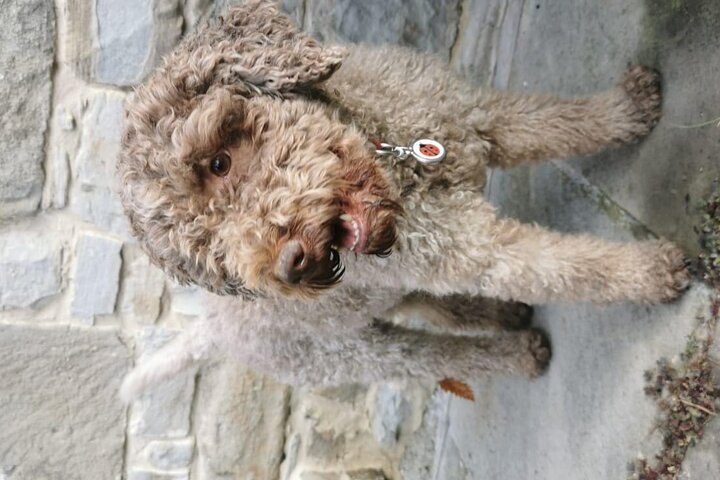 Truffle Hunting & Lunch halfway from Parma to Cinque Terre
