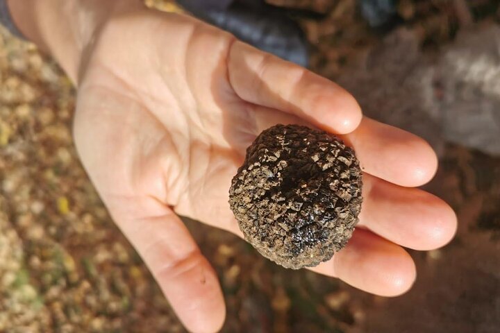 Truffle Hunting & Lunch halfway from Parma to Cinque Terre