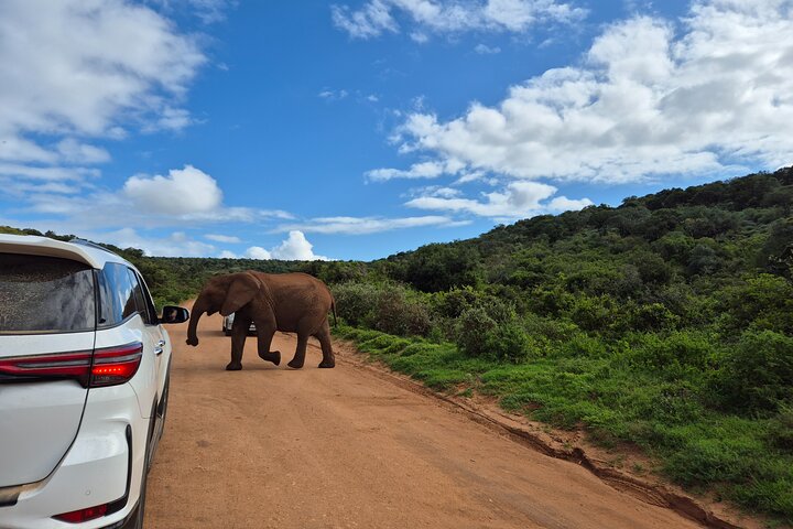 Addo Elephant National Park Tours from Port Elizabeth