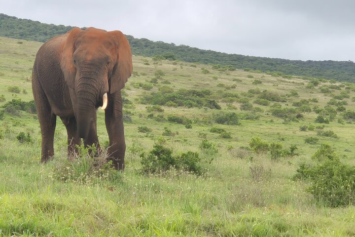 Addo Elephant National Park Tours from Port Elizabeth
