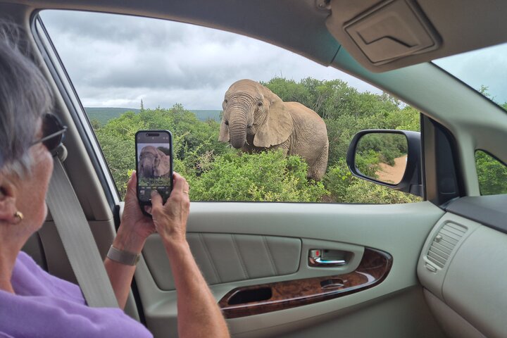 Addo Elephant National Park Tours from Port Elizabeth