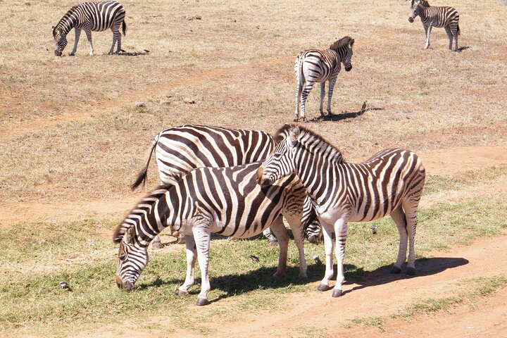 Addo Elephant National Park Tours from Port Elizabeth