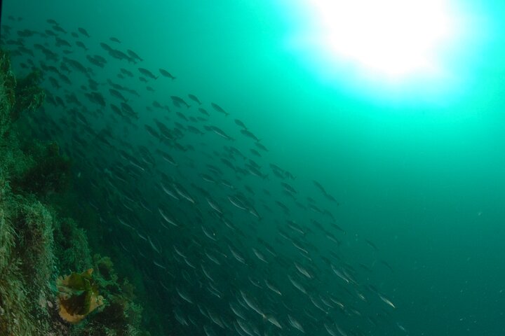First Time Diver Scuba Experience