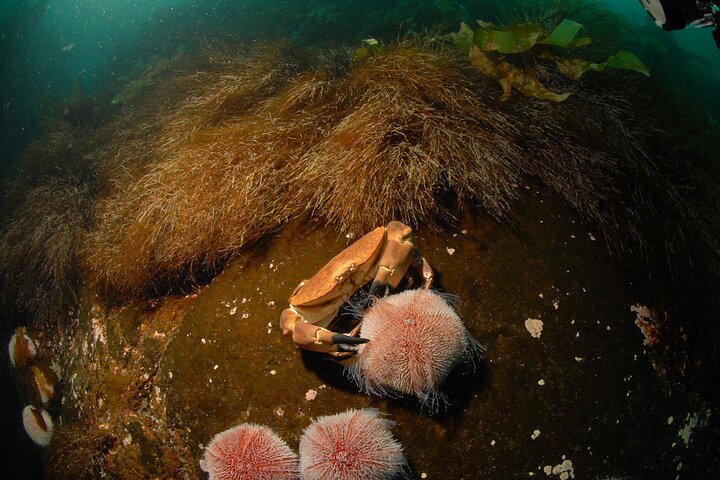 First Time Diver Scuba Experience