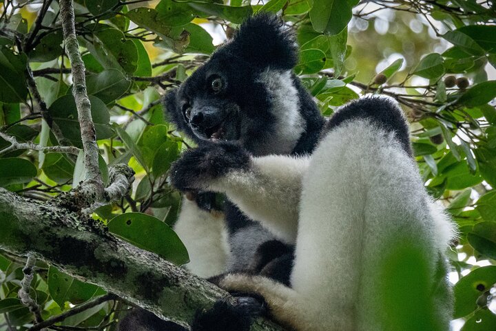 Day Trip to Andasibe National Park
