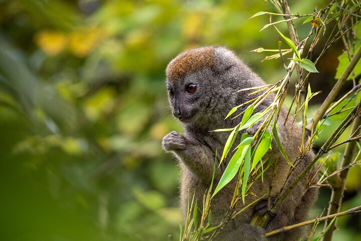 Day Trip to Andasibe National Park