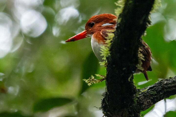 Day Trip to Andasibe National Park