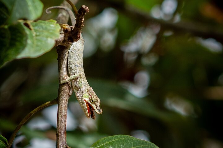 Day Trip to Andasibe National Park