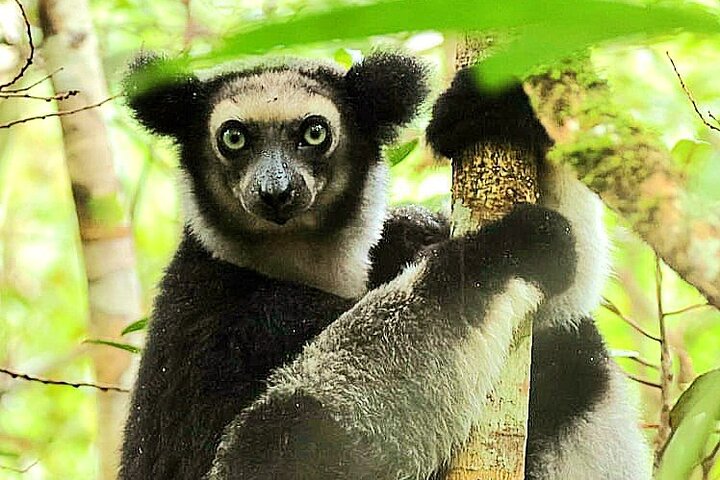 Day Trip to Andasibe National Park
