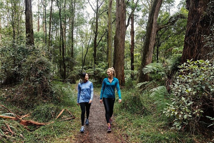 Puffing Billy & Rainforest Tour from Melbourne