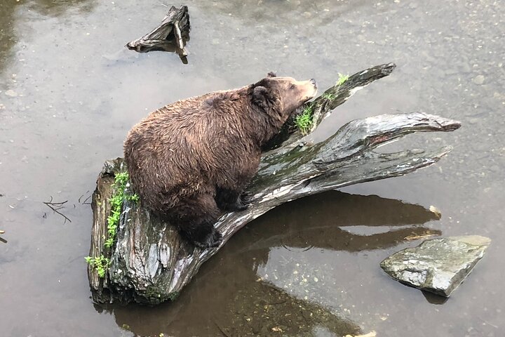 Best of Sitka Land Tour / Bears, Raptors, Totems