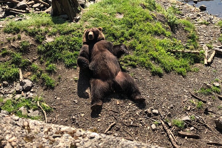 Best of Sitka Land Tour / Bears, Raptors, Totems