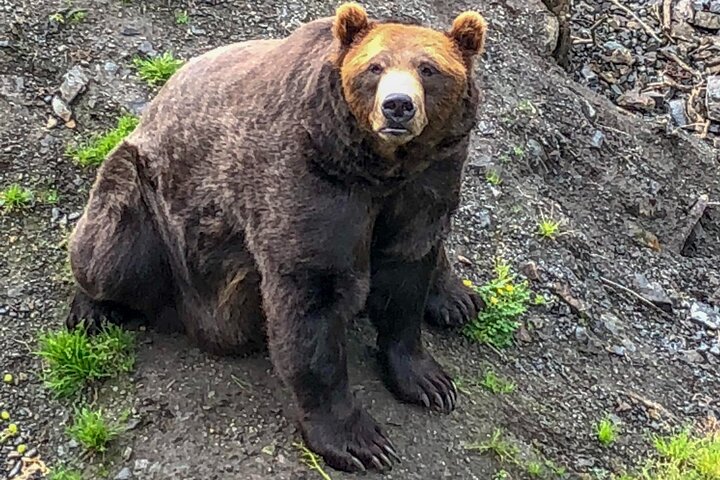 Best of Sitka Land Tour / Bears, Raptors, Totems