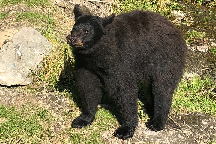 Best of Sitka Land Tour / Bears, Raptors, Totems
