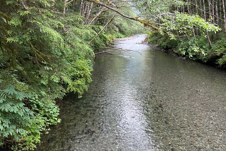 Best of Sitka Land Tour / Bears, Raptors, Totems