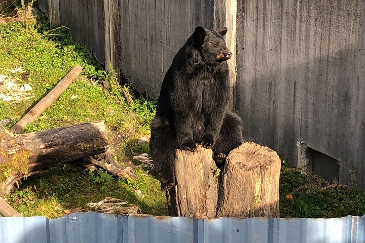 Best of Sitka Land Tour / Bears, Raptors, Totems
