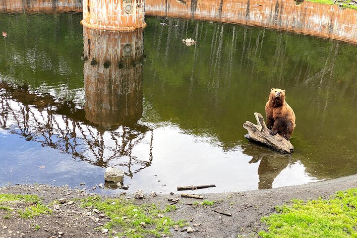 Best of Sitka Land Tour / Bears, Raptors, Totems