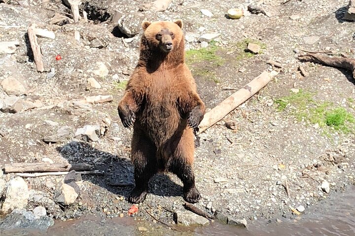 Best of Sitka Land Tour / Bears, Raptors, Totems