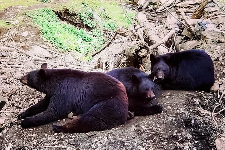 Best of Sitka Land Tour / Bears, Raptors, Totems