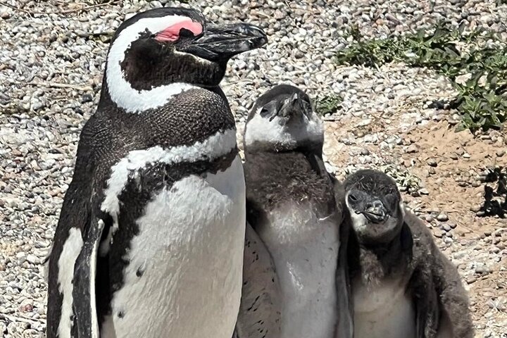 Private Tour for Punta Tombo Cruise Ships
