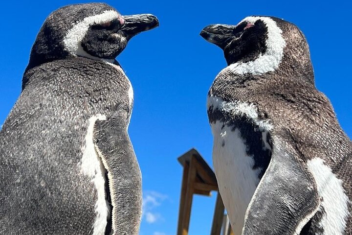 Private Tour for Punta Tombo Cruise Ships