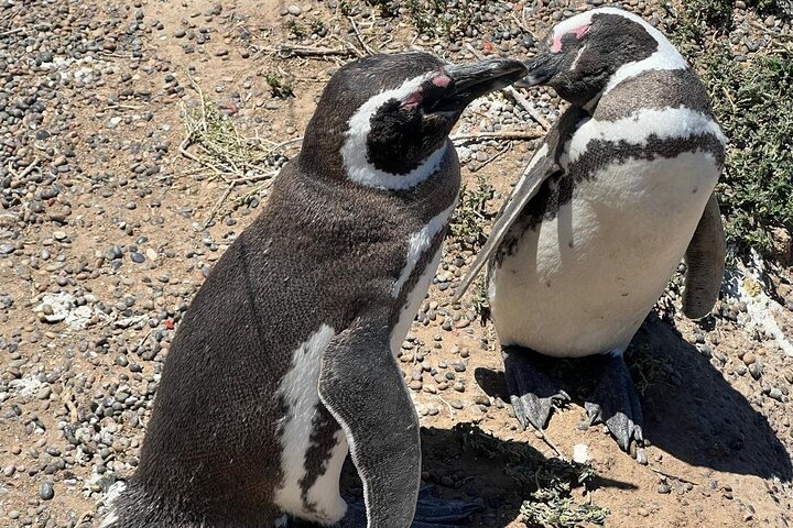 Private Tour for Punta Tombo Cruise Ships