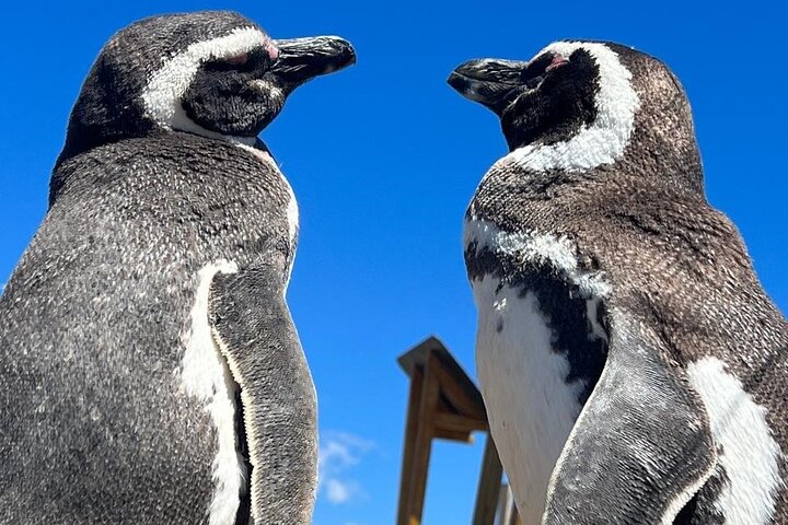 Private Tour for Punta Tombo Cruise Ships