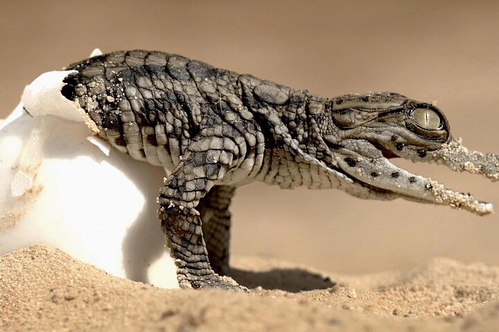 Djerba: Visit to Parc Des Crocodiles with pick-up